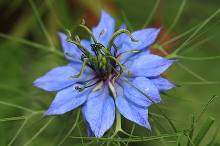 shallow focus photography of blue flower thumbnail