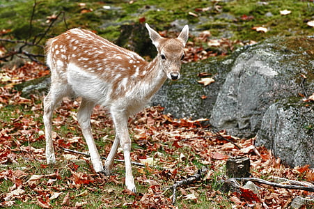 white and brown deer walking near grey rocks thumbnail