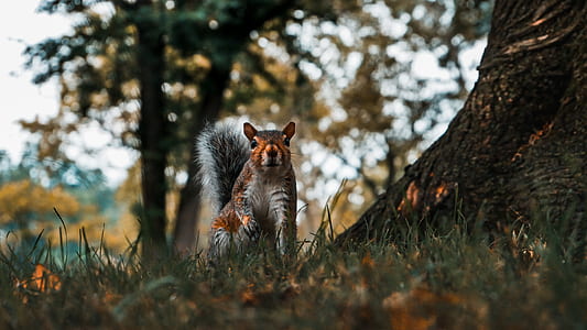 brown squirrel on green grass thumbnail