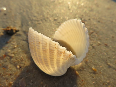 close-up photo of scallop shell thumbnail