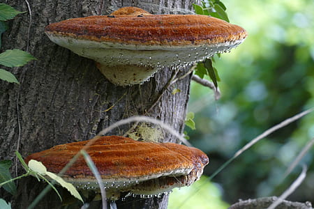 two brown mushrooms on tree thumbnail