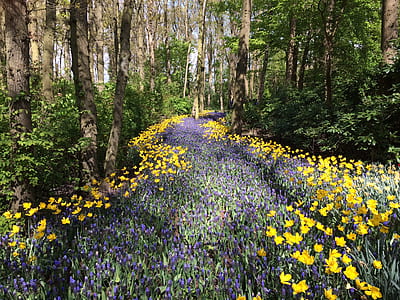 yellow and purple petaled flowers forms path between trees at daytime thumbnail