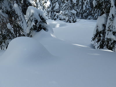 snow-covered trees thumbnail