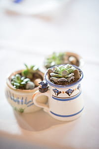 Succulent Plants in White-and-blue Ceramic Mugs thumbnail