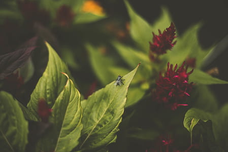 depth of field photography of housefly on green leaf thumbnail