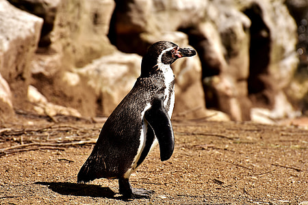 penguin standing on rock during daytime thumbnail