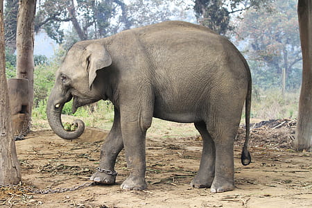 gray elephant on middle of forest during daytime thumbnail