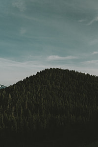 landscape photography of tall green trees thumbnail