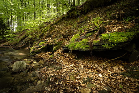 wood, light, landscape, nature thumbnail