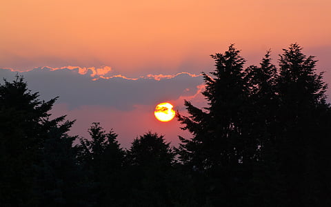 silhouette of trees during sunset thumbnail