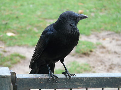 black crow on black steel bar thumbnail