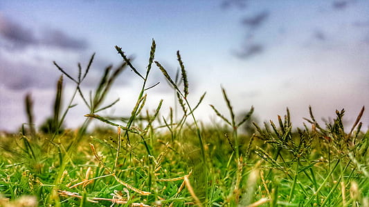 Close-up Photography of Grass thumbnail