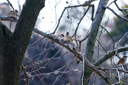 macro shot photography of birds perching on tree branch during daytim thumbnail