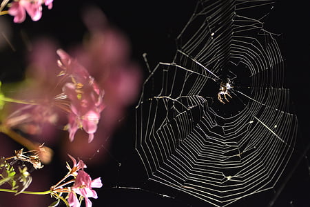 close-up photo of spider on spiderweb near flowers thumbnail