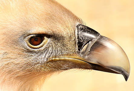eagle face illustration thumbnail