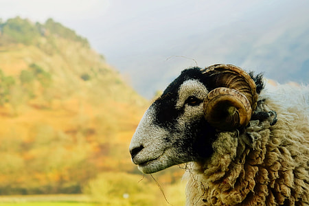 closeup photography of white and black sheep near mountain at daytime thumbnail