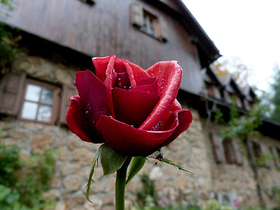 red rose in shallow focus photography thumbnail