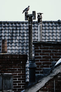 brown bird perching on chimney thumbnail