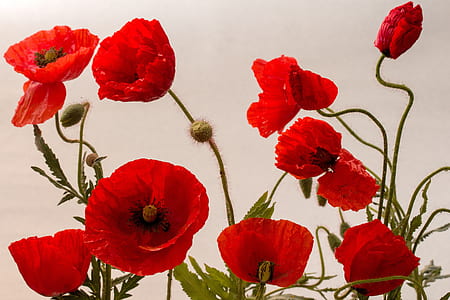 red poppies in bloom close up photo thumbnail