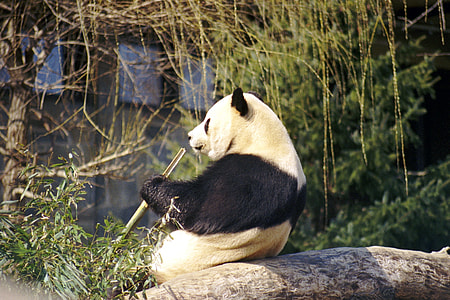 panda sitting on tree branch during daytime thumbnail