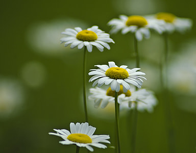 selective focus photography of white petaled flowers thumbnail
