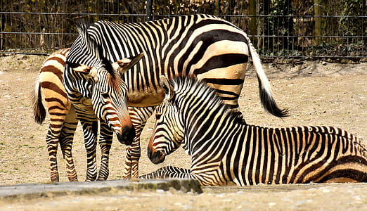 three adult zebras at the field during day thumbnail