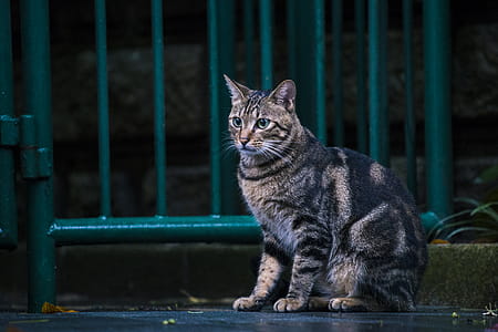 Brown Tabby Cat Sitting Near Steel Gate Outdoors thumbnail