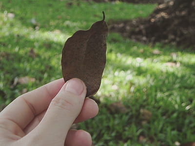 Brown Leaf thumbnail