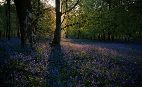 bed of purple flowers near trees thumbnail
