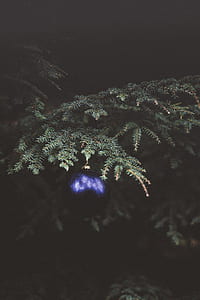 bauble hanging on palm tree thumbnail