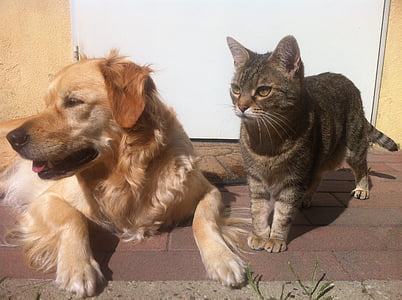 brown tabby cat and golden Labrador retriever on gray pavement thumbnail