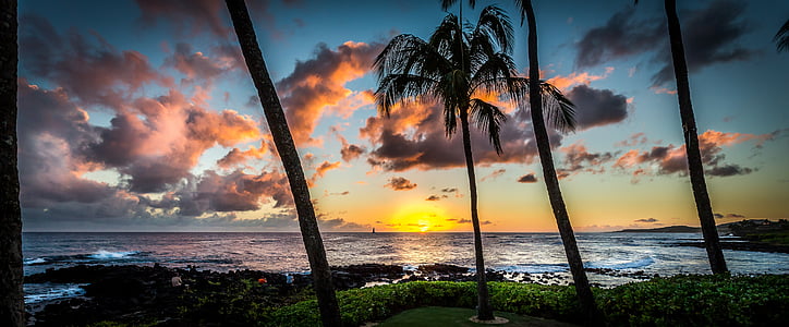 palm trees beside sea at golde hour thumbnail