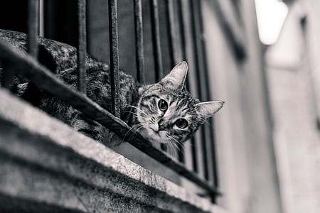 grayscale selective focus photography of tabby cat thumbnail