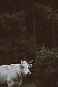 white bull standing near green trees thumbnail