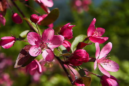 pink flowers thumbnail