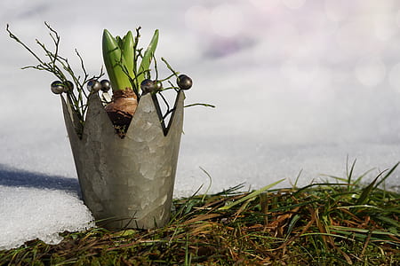 green leaf plant in gray crown pot thumbnail