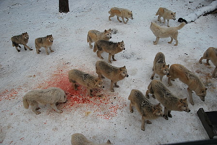 pack of wolves on snow thumbnail