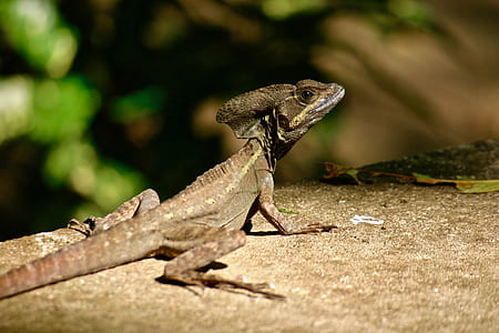 black lizard thumbnail