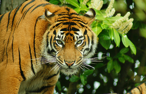 Bengal Tiger photo thumbnail