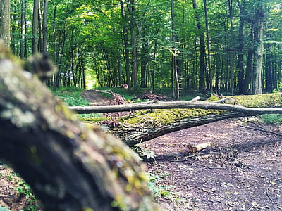 nature, forest, trees, grass thumbnail