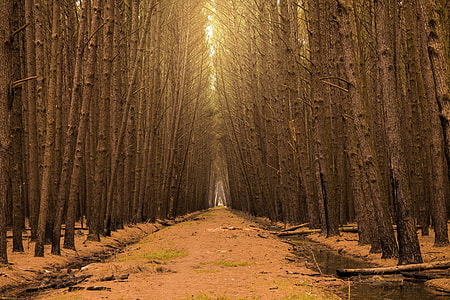 brown empty road between trees thumbnail