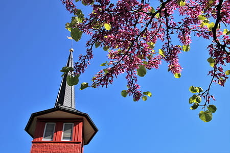 low angle photography of purple flowering tree near brown building thumbnail