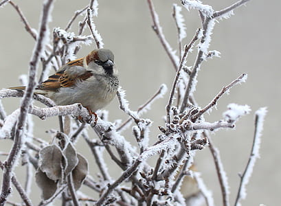 sparrow on snow-covered tree branch thumbnail