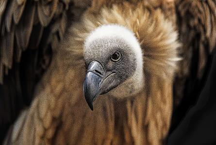 brown bird thumbnail