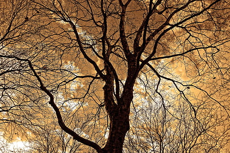 low-angle photography of tall brown tree at daytime thumbnail