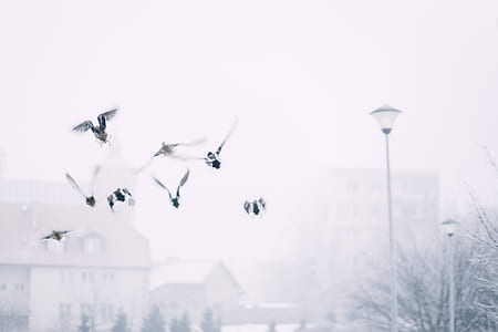 eight pigeon fly near street light thumbnail