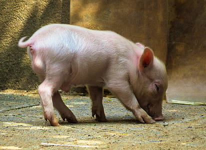 piglet near concrete wall thumbnail