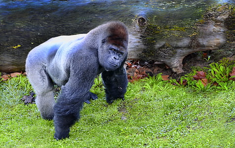 silver back gorilla on green grass thumbnail