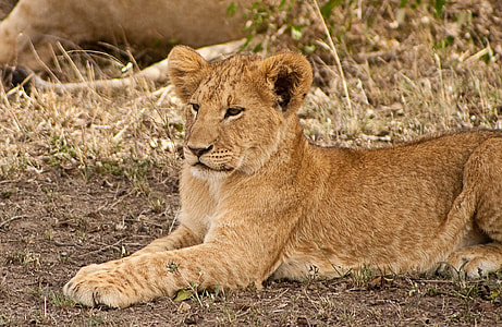 brown lioness lying on brown grass at daytime thumbnail