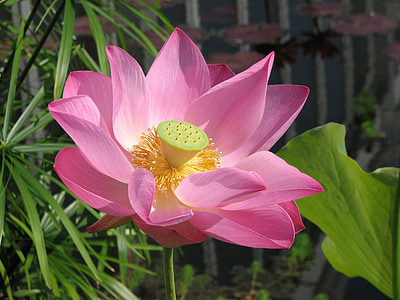 pink petaled flower thumbnail